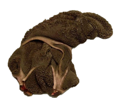 Beef Maguru Tripe +/- 1 KG